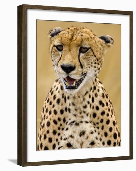 Cheetah in the Brush, Maasai Mara, Kenya-Joe Restuccia III-Framed Photographic Print