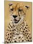 Cheetah in the Brush, Maasai Mara, Kenya-Joe Restuccia III-Mounted Photographic Print