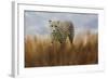 Cheetah in the Field-Jai Johnson-Framed Giclee Print