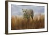 Cheetah in the Field-Jai Johnson-Framed Giclee Print