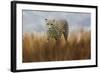 Cheetah in the Field-Jai Johnson-Framed Giclee Print