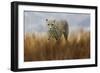 Cheetah in the Field-Jai Johnson-Framed Giclee Print