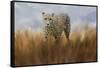 Cheetah in the Field-Jai Johnson-Framed Stretched Canvas