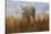 Cheetah in the Field-Jai Johnson-Stretched Canvas
