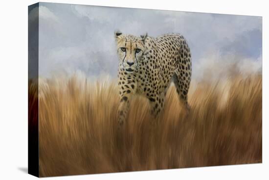 Cheetah in the Field-Jai Johnson-Stretched Canvas