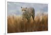 Cheetah in the Field-Jai Johnson-Framed Giclee Print