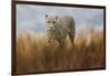 Cheetah in the Field-Jai Johnson-Framed Giclee Print