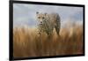 Cheetah in the Field-Jai Johnson-Framed Giclee Print