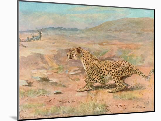 Cheetah in the Wild-Cuthbert Swan-Mounted Art Print