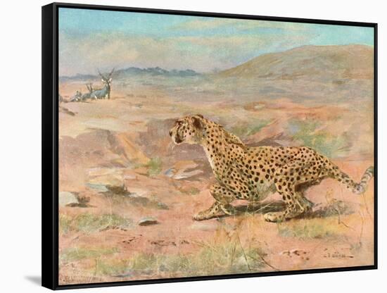 Cheetah in the Wild-Cuthbert Swan-Framed Stretched Canvas