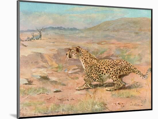 Cheetah in the Wild-Cuthbert Swan-Mounted Art Print