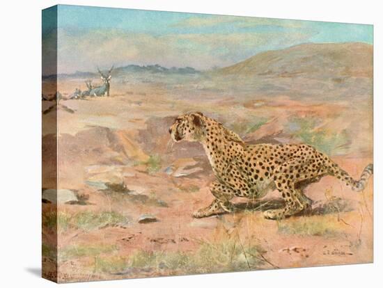 Cheetah in the Wild-Cuthbert Swan-Stretched Canvas