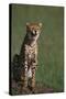 Cheetah Laughing-DLILLC-Stretched Canvas