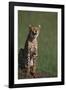 Cheetah Laughing-DLILLC-Framed Photographic Print