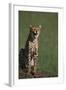 Cheetah Laughing-DLILLC-Framed Photographic Print