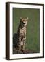 Cheetah Laughing-DLILLC-Framed Photographic Print