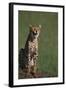 Cheetah Laughing-DLILLC-Framed Photographic Print