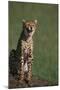 Cheetah Laughing-DLILLC-Mounted Photographic Print