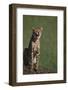 Cheetah Laughing-DLILLC-Framed Photographic Print