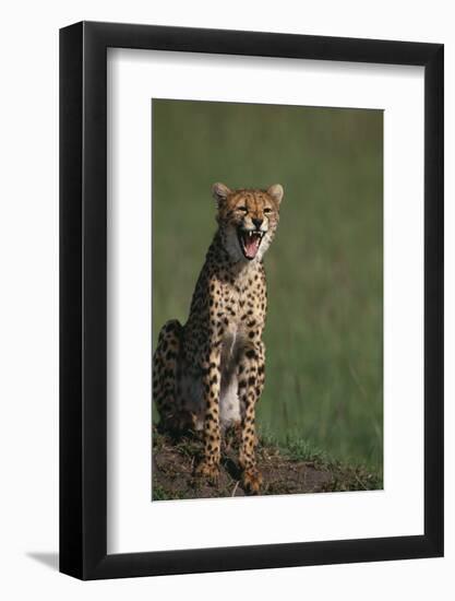 Cheetah Laughing-DLILLC-Framed Photographic Print