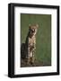 Cheetah Laughing-DLILLC-Framed Photographic Print