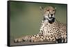 Cheetah Lying on Dirt Mound-Paul Souders-Framed Stretched Canvas