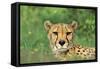 Cheetah Male, in Rainy Season with Green Vegatation-null-Framed Stretched Canvas