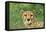 Cheetah Male, in Rainy Season with Green Vegatation-null-Framed Stretched Canvas