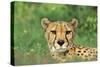 Cheetah Male, in Rainy Season with Green Vegatation-null-Stretched Canvas