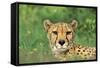 Cheetah Male, in Rainy Season with Green Vegatation-null-Framed Stretched Canvas