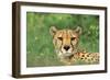 Cheetah Male, in Rainy Season with Green Vegatation-null-Framed Photographic Print