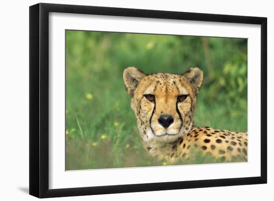 Cheetah Male, in Rainy Season with Green Vegatation-null-Framed Photographic Print