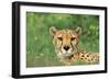 Cheetah Male, in Rainy Season with Green Vegatation-null-Framed Photographic Print