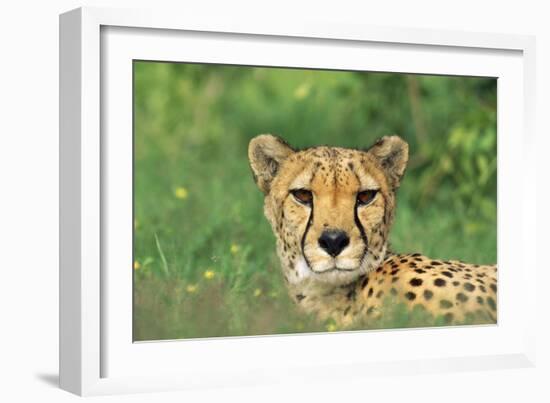 Cheetah Male, in Rainy Season with Green Vegatation-null-Framed Photographic Print