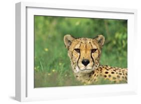 Cheetah Male, in Rainy Season with Green Vegatation-null-Framed Photographic Print