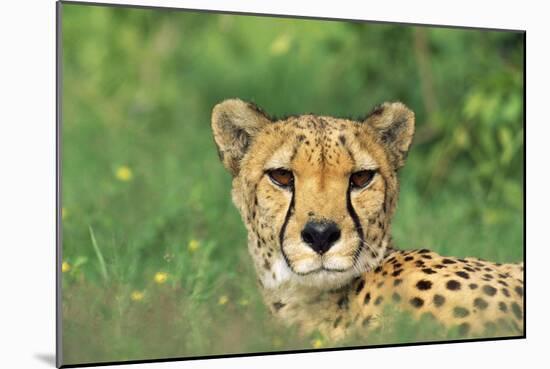 Cheetah Male, in Rainy Season with Green Vegatation-null-Mounted Photographic Print