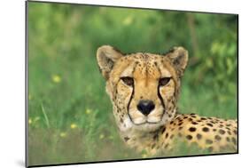 Cheetah Male, in Rainy Season with Green Vegatation-null-Mounted Photographic Print