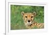 Cheetah Male, in Rainy Season with Green Vegatation-null-Framed Photographic Print