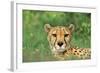 Cheetah Male, in Rainy Season with Green Vegatation-null-Framed Photographic Print