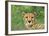 Cheetah Male, in Rainy Season with Green Vegatation-null-Framed Photographic Print