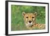 Cheetah Male, in Rainy Season with Green Vegatation-null-Framed Photographic Print