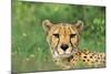 Cheetah Male, in Rainy Season with Green Vegatation-null-Mounted Photographic Print