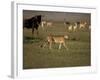 Cheetah, Masai Mara Game Reserve, Kenya-Art Wolfe-Framed Photographic Print