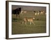 Cheetah, Masai Mara Game Reserve, Kenya-Art Wolfe-Framed Photographic Print