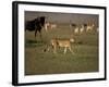 Cheetah, Masai Mara Game Reserve, Kenya-Art Wolfe-Framed Photographic Print