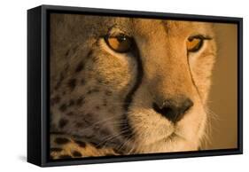 Cheetah, Masai Mara Game Reserve, Kenya-null-Framed Stretched Canvas