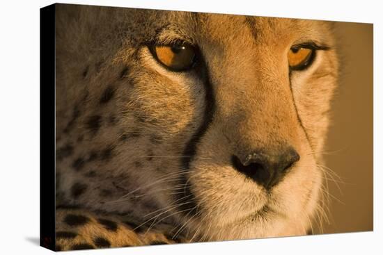 Cheetah, Masai Mara Game Reserve, Kenya-null-Stretched Canvas