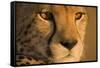 Cheetah, Masai Mara Game Reserve, Kenya-null-Framed Stretched Canvas