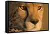 Cheetah, Masai Mara Game Reserve, Kenya-null-Framed Stretched Canvas