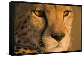 Cheetah, Masai Mara Game Reserve, Kenya-null-Framed Stretched Canvas